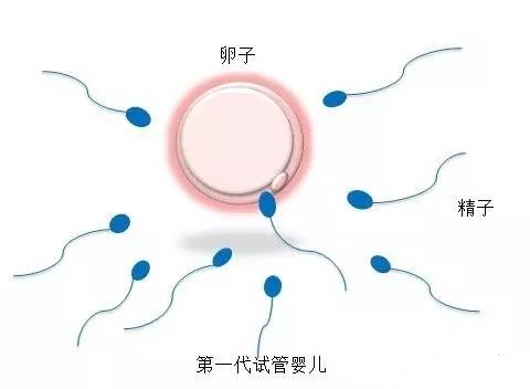 胚胎培养